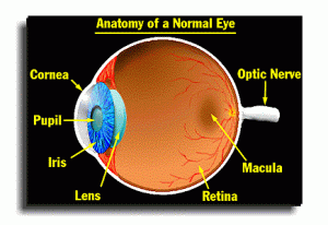 Eye-anatomy-300x206